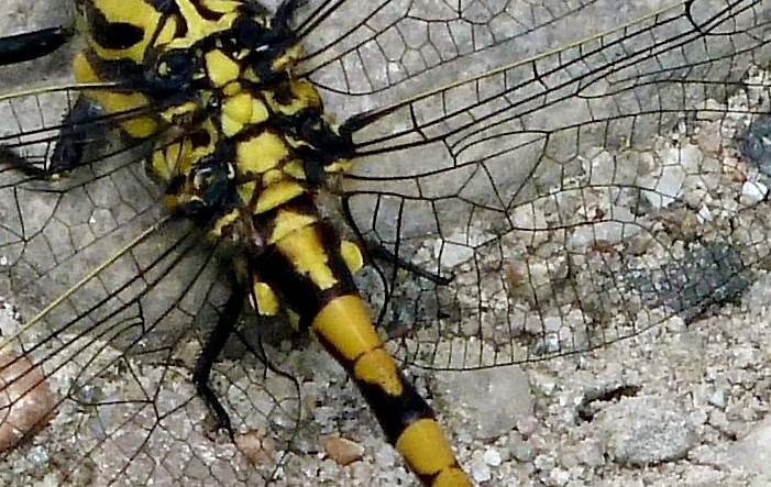 Onychogomphus uncatus